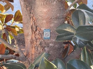 Magnolia Tree QR Code